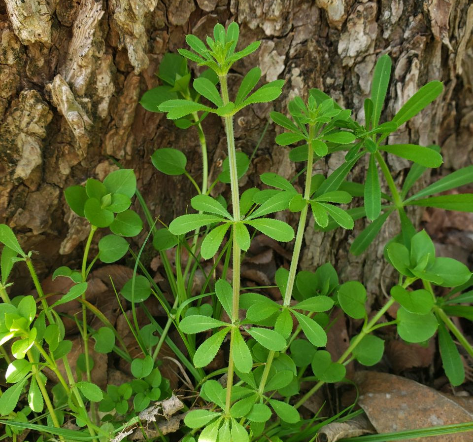 The edible and medicinal uses of cleavers Wild Foraging with Courtney