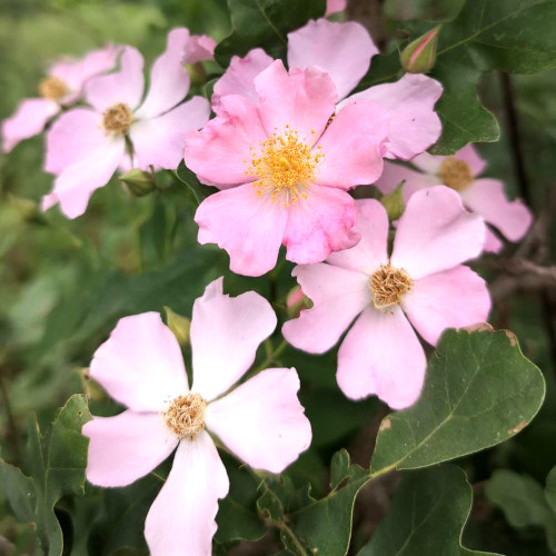 Wild rose
